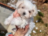 Trois chiots femelles Bichon Maltais LOF nés en mai 2026 à vendre