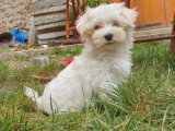 Trois chiots femelles Bichon Maltais LOF nés en mai 2026 à vendre
