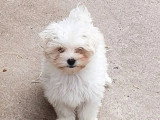 Trois chiots femelles Bichon Maltais LOF nés en mai 2026 à vendre