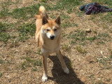Magnifique jeune mâle Shiba Inu LOF de 10 mois à vendre