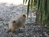Chiot femelle Spitz non LOF né février 2026 à vendre