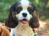 Chiot Cavalier King Charles mâle LOF  né décembre 2025 à vendre
