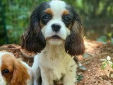 Chiot Cavalier King Charles mâle LOF  né décembre 2025 à vendre