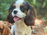 Chiot Cavalier King Charles mâle LOF  né décembre 2025 à vendre