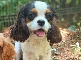 Chiot Cavalier King Charles mâle LOF  né décembre 2025 à vendre