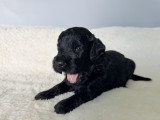 Chiots Goldendoodle F1 á réserver