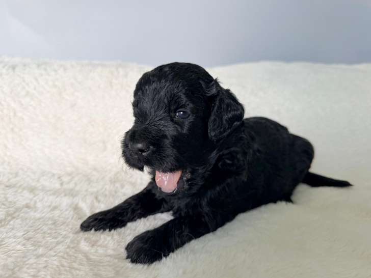 Chiots Goldendoodle F1 á réserver
