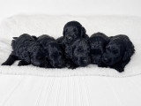 Chiots Goldendoodle F1 á réserver