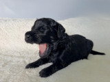 Chiots Goldendoodle F1 á réserver