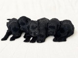 Chiots Goldendoodle F1 á réserver