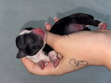 Chiots Chihuahua mâles à vendre