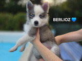 Chiots Pomsky F3 à vendre