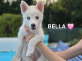 Chiots Pomsky F3 à vendre