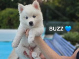 Chiots Pomsky F3 à vendre