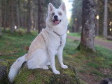 Chiots Pomsky F3 à vendre