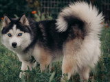Chiots Pomsky F3 à vendre