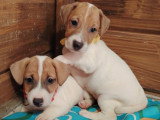 Chiots Jack Russel à vendre