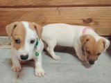 Chiots Jack Russel à vendre