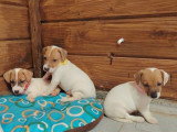 Chiots Jack Russel à vendre