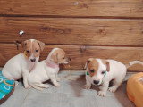 Chiots Jack Russel à vendre