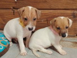 Chiots Jack Russel à vendre