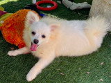 Chiots Spitz Allemand à vendre
