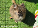 Chiots Spitz Allemand à vendre