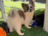 Chiots Spitz Allemand à vendre