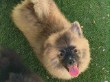 Chiots Spitz Allemand à vendre