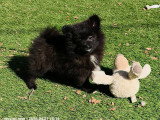 Chiots Spitz Allemand à vendre