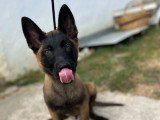 Deux chiots Berger Belge Malinois LOF nés en mars 2026 en vente