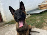 Deux chiots Berger Belge Malinois LOF nés en mars 2026 en vente