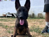 Deux chiots Berger Belge Malinois LOF nés en mars 2026 en vente