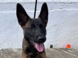Deux chiots Berger Belge Malinois LOF nés en mars 2026 en vente