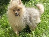 Deux chiots Spitz Nain mâles non LOF de février 2026 à vendre