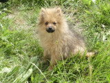 Deux chiots Spitz Nain mâles non LOF de février 2026 à vendre