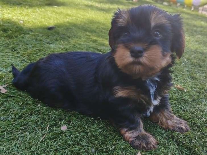 Chiots Yorkshire Terrier à vendre