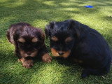 Chiots Yorkshire Terrier à vendre
