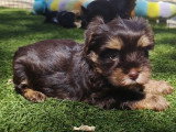 Chiots Yorkshire Terrier à vendre