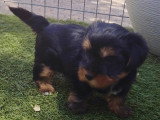 Chiots Yorkshire Terrier à vendre