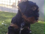 Chiots Yorkshire Terrier à vendre