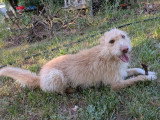 Pistache, jeune chien croisé Podenco à adopter en association