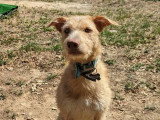 Pistache, jeune chien croisé Podenco à adopter en association