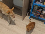 Pistache, jeune chien croisé Podenco à adopter en association