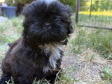 Chiots Shih Tzu à vendre (4 femelles & 1 mâle)