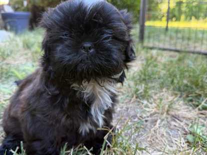 Chiots Shih Tzu à vendre (4 femelles & 1 mâle)
