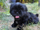 Chiots Shih Tzu à vendre (4 femelles & 1 mâle)