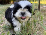 Chiots Shih Tzu à vendre (4 femelles & 1 mâle)