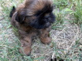 Chiots Shih Tzu à vendre (4 femelles & 1 mâle)