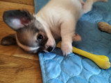 Chiot Chihuahua mâle à vendre